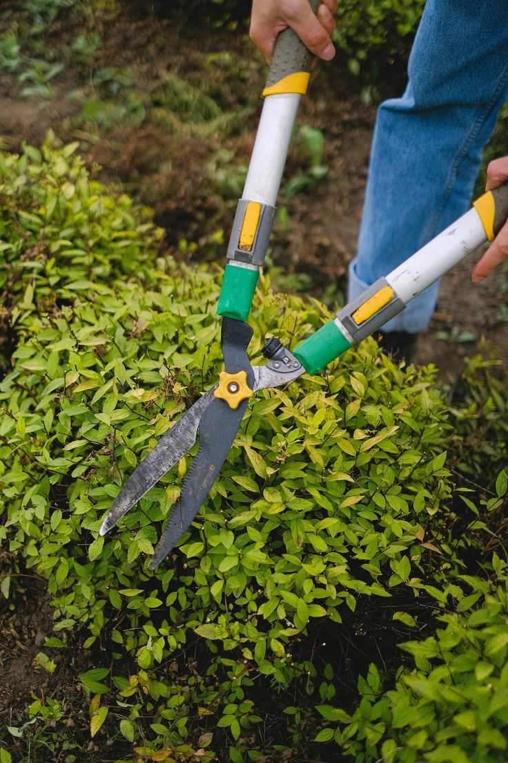 Importance of hedge trimming and pruning