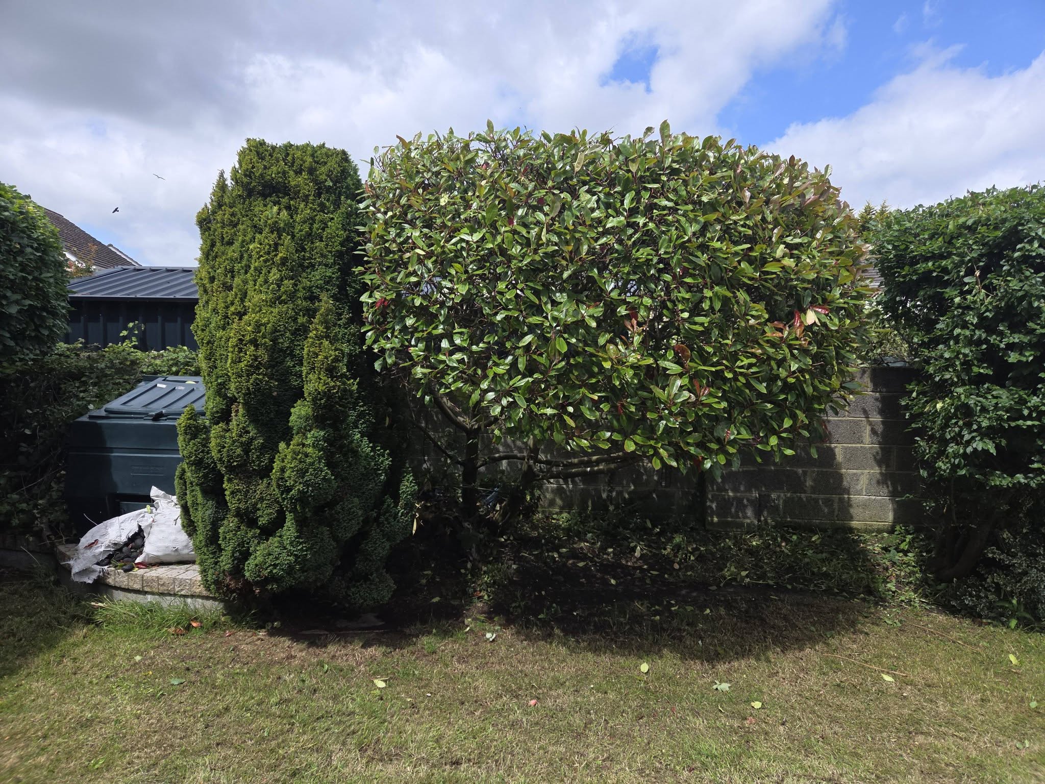 Professional tree and garden specialists at work