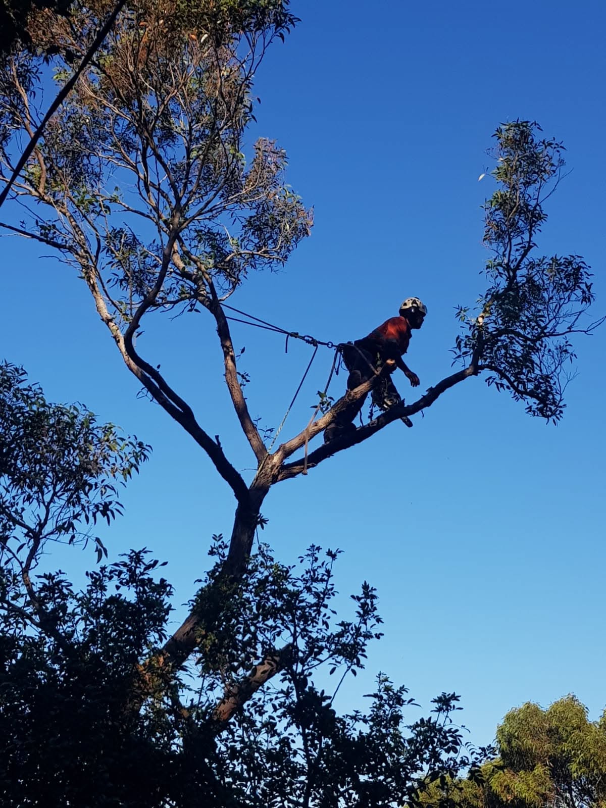 Professional tree surgery and removal services in Dublin