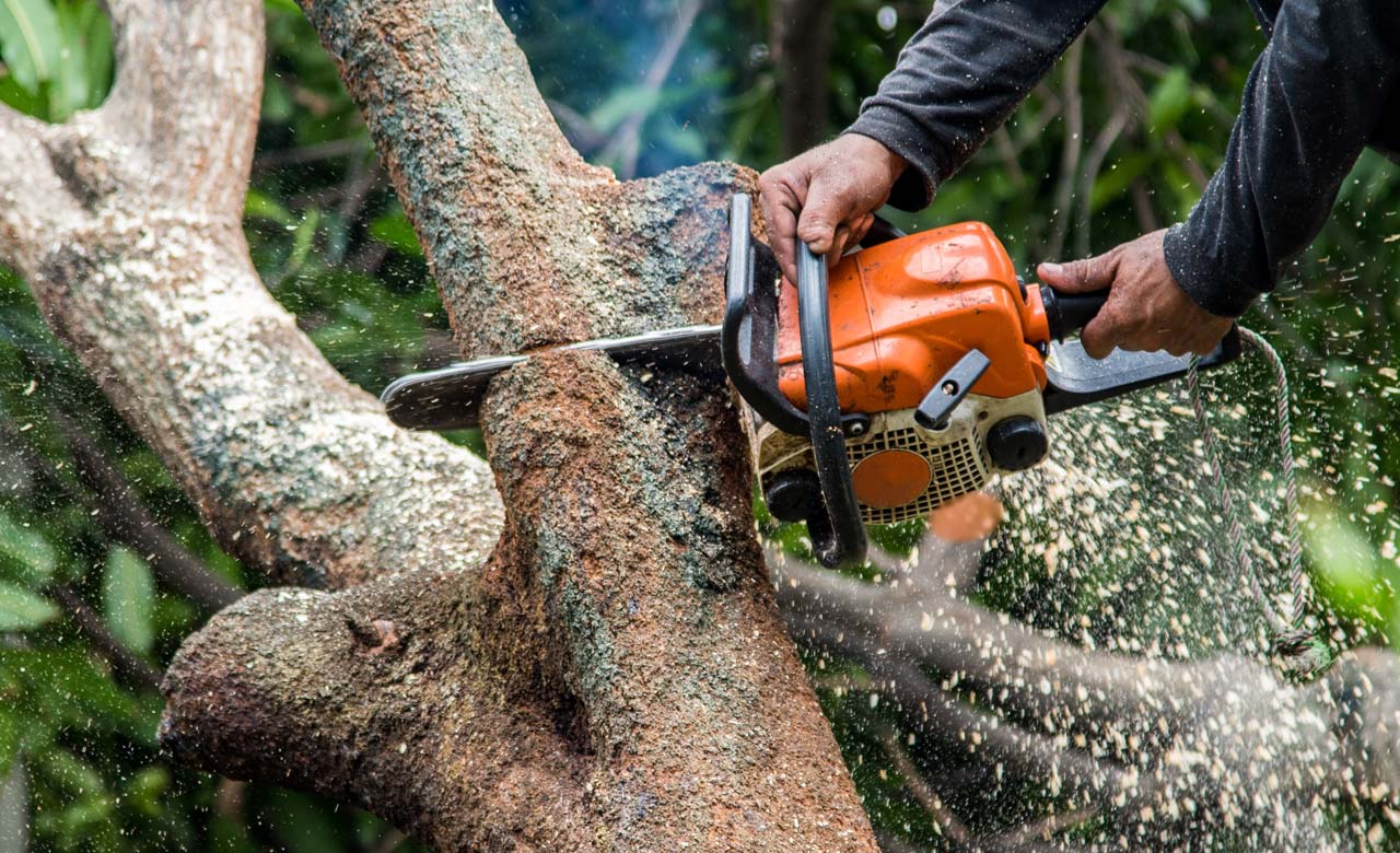 Oakview Tree & Garden Care professional tree and garden services