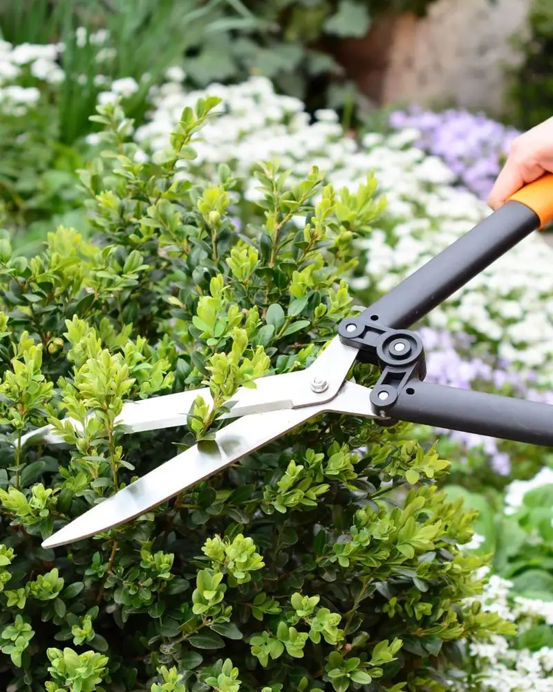 Residential and commercial hedge trimming services
