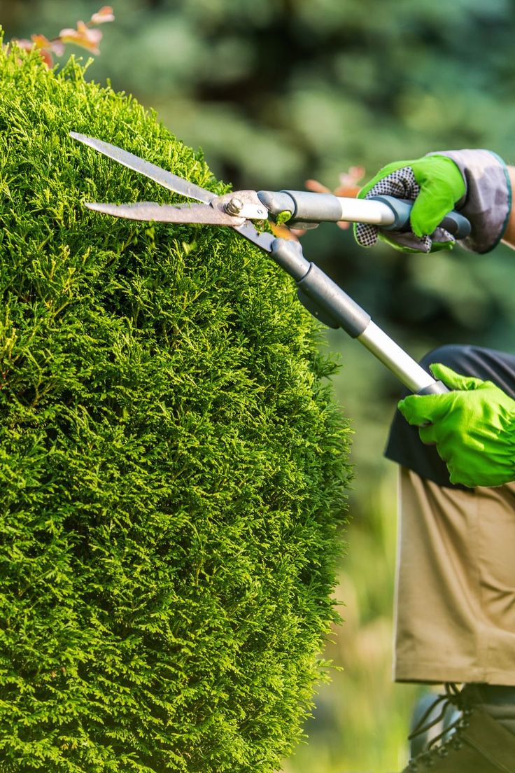 Professional hedge trimming and pruning services in Dublin