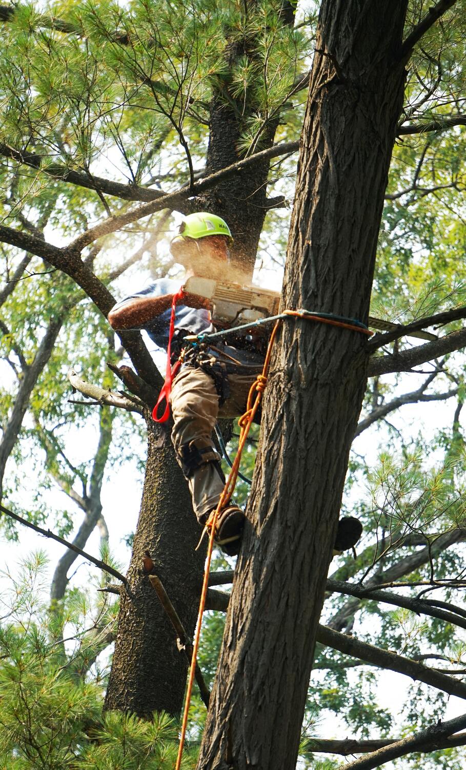 Signs your tree needs professional attention