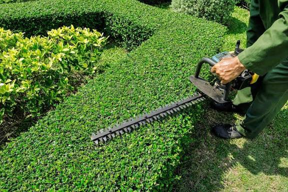 Importance of hedge trimming and pruning