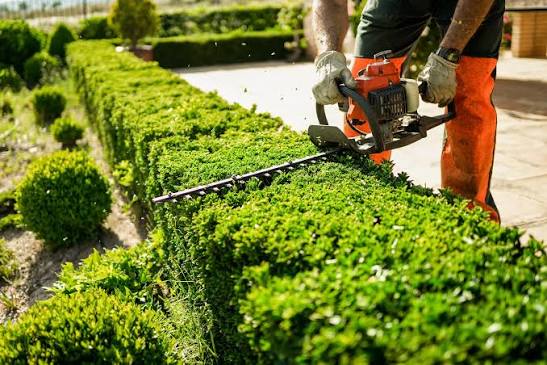 Professional hedge trimming and pruning services in Dublin