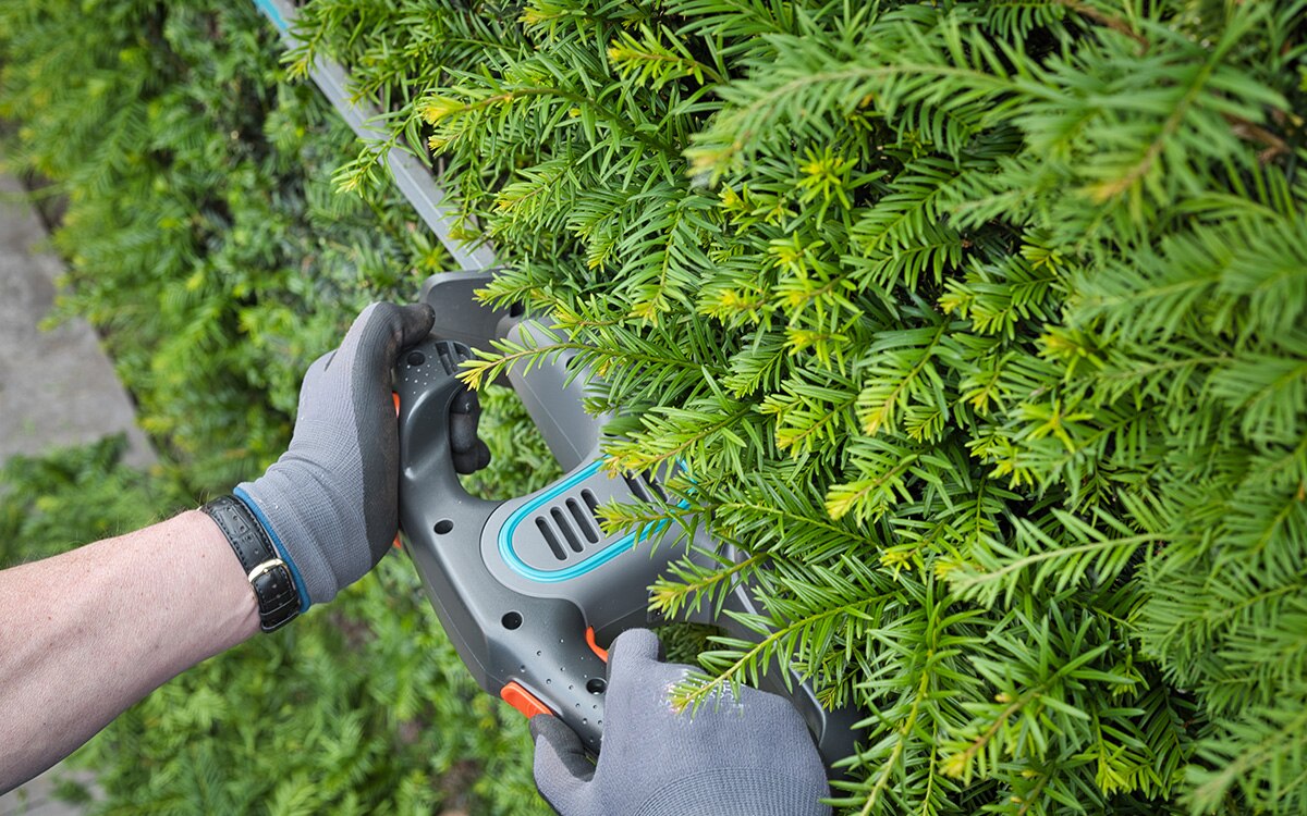 Garden Maintenance - regular garden care services